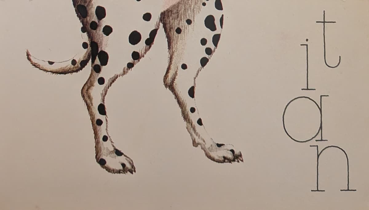 The legs of a dalmation dog. They are placed one in front of the other with the tail hanging behind.
