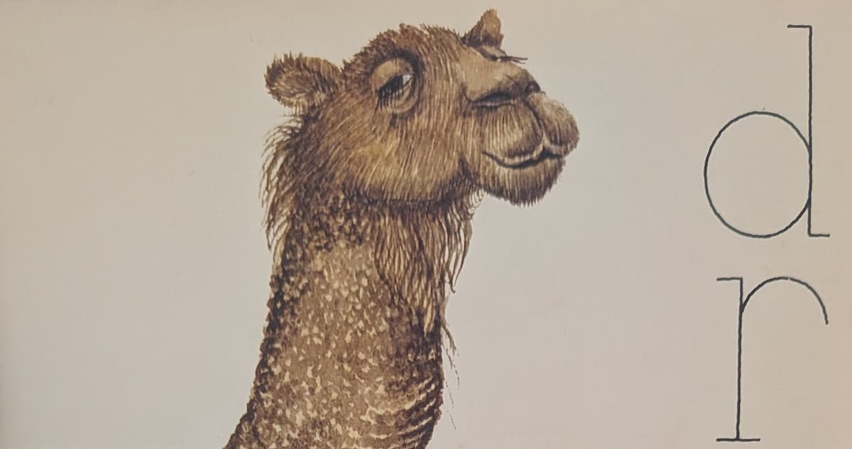 A dromedary head, looking at us with knowing half-closed eyes.