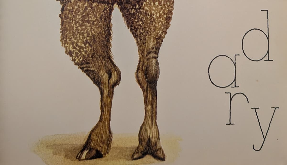 Dromedary legs, standing casually with more weight on one hip.