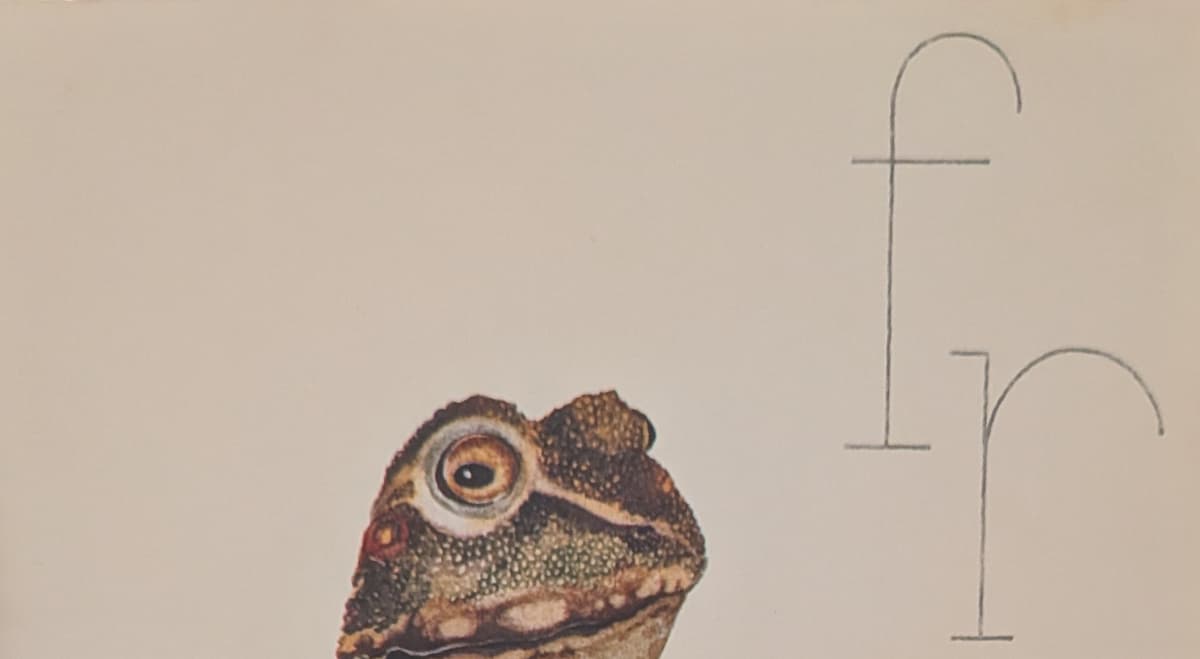 The head of a frog with oval amber-yellow eyes.