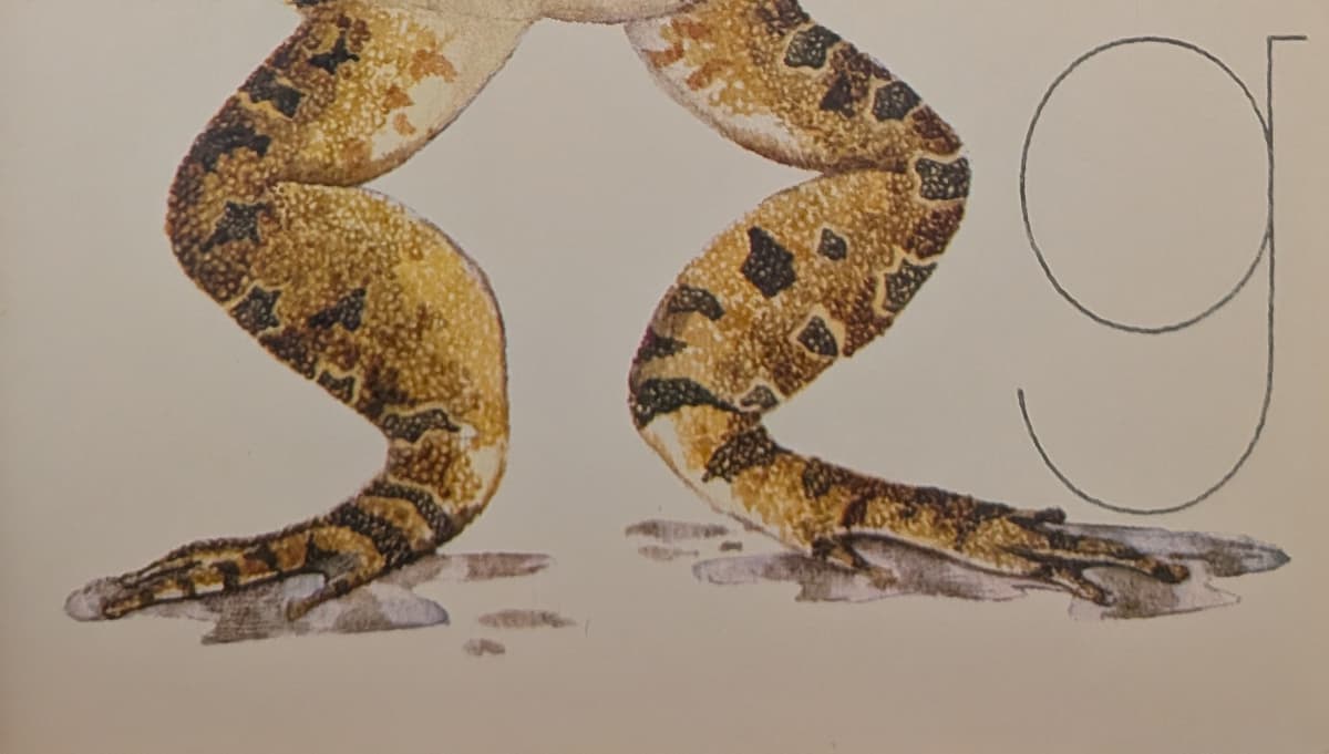 Two strong looking frog legs with water dripping off them.