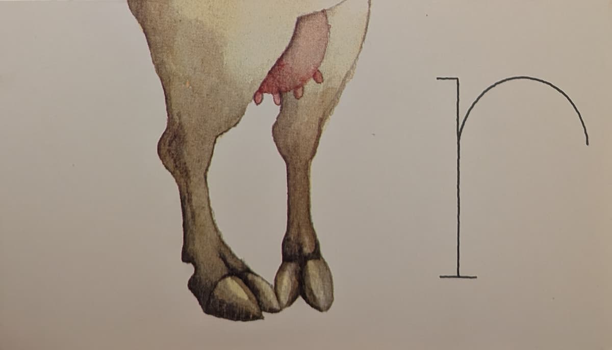 Pigeon-toed cow legs with udders peeking out between them.