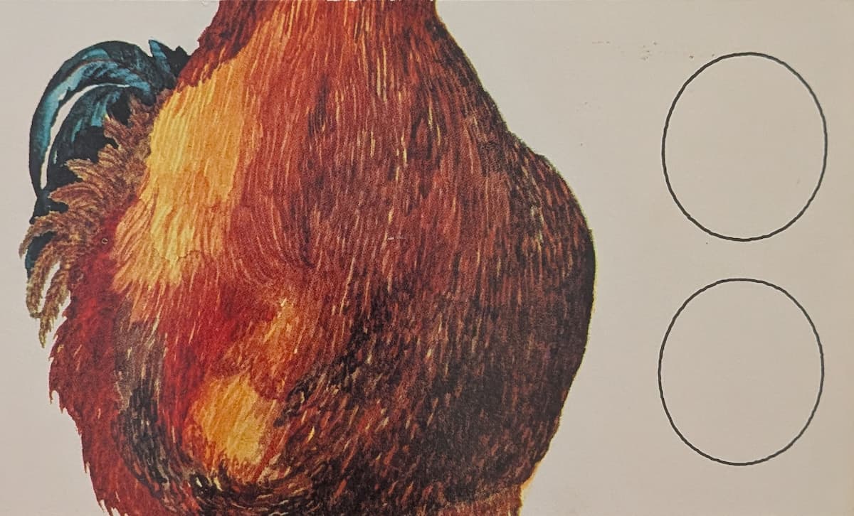 The body of a rooster. It is a deep rusty red, with petrol-blue tail feathers showing behind it.