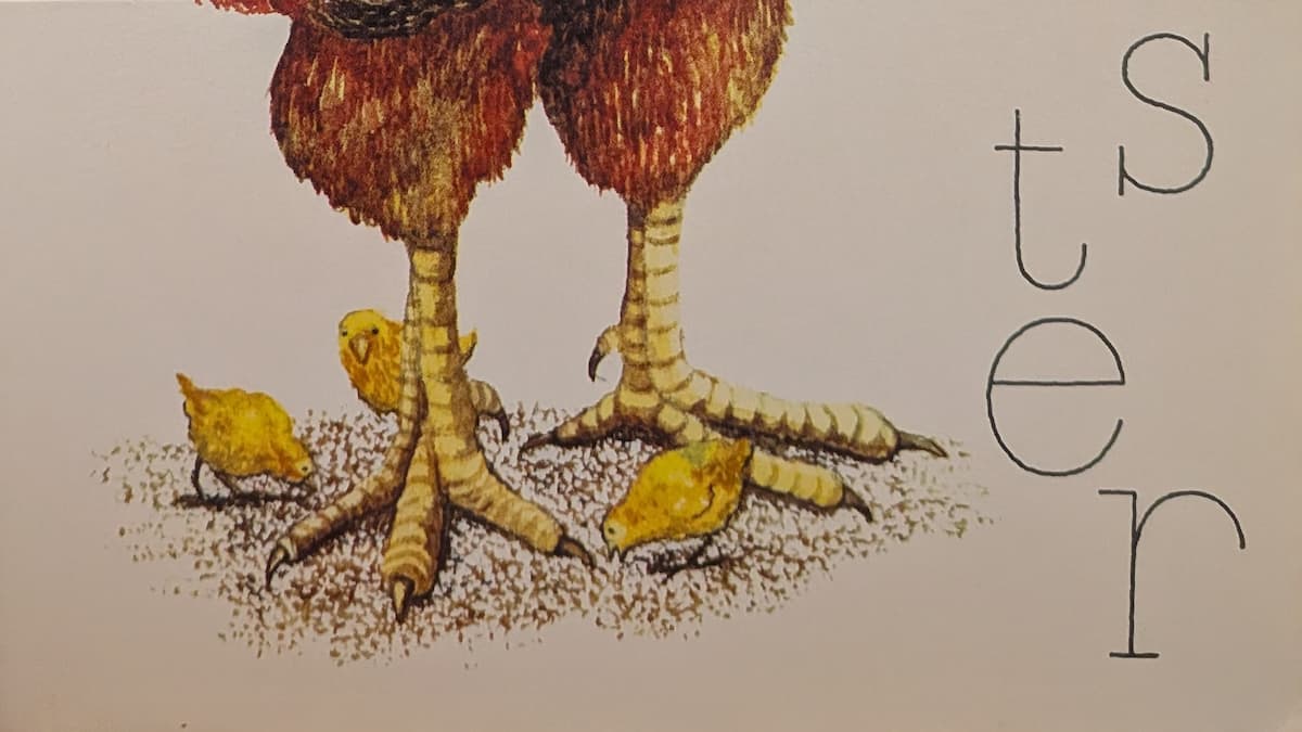Rooster feet with three little chicks pecking the ground around them.