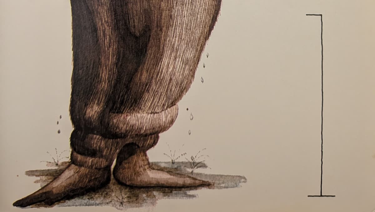 The bottom end of a seal, standing up on its tail flippers.