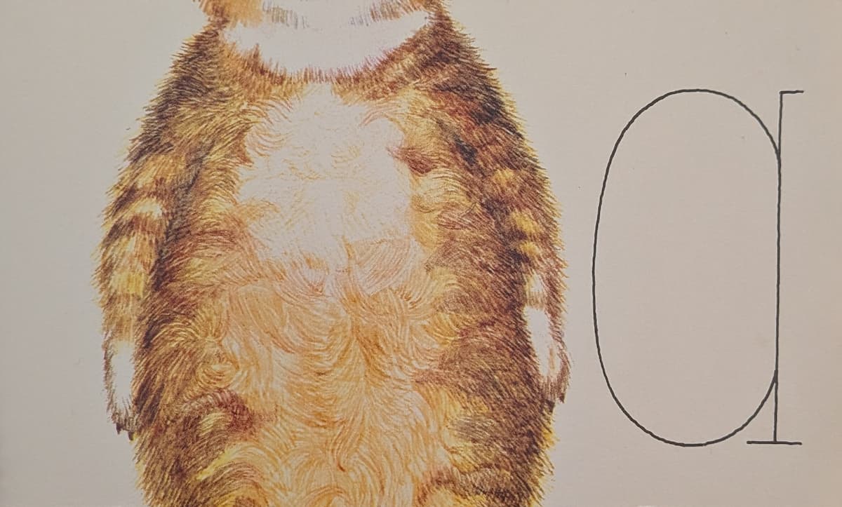A big fluffy ginger cat belly, with a white bib.