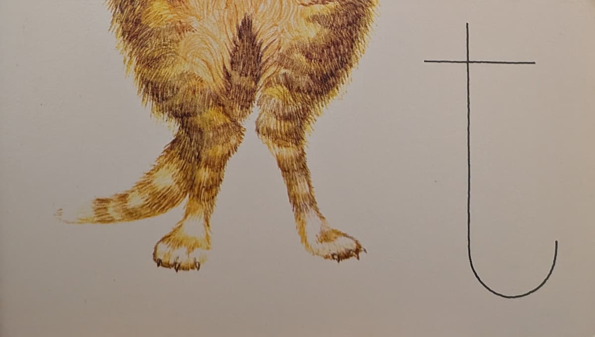 Ginger cat legs with a white-tipped tail behind them.